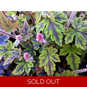 Tiarella 'Angels Wings'